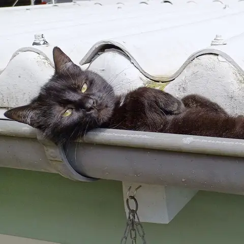 Schwarze Werkstattkatze Mortier liegt entspannt in der Dachrinne